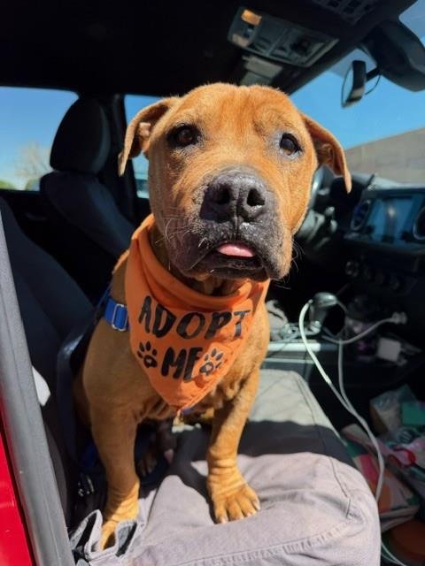 SPOCK - Pit Bull Terrier available for adoption
