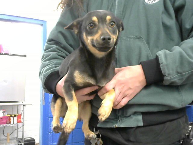 DORY - Chihuahua available for adoption