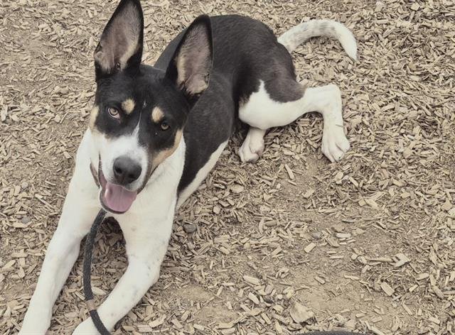 MADRID - Australian Cattle Dog/Blue Heeler / Husky available for adoption