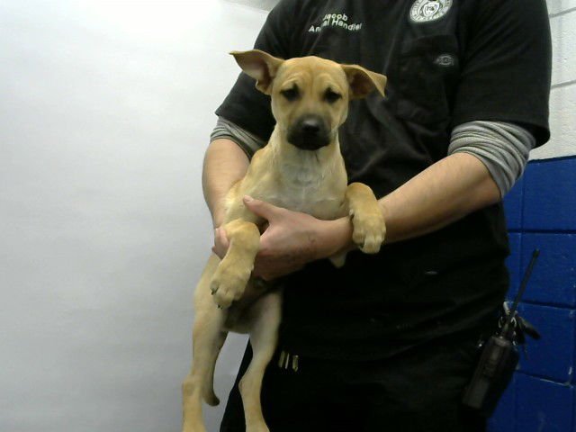 CHUMLEE - Anatolian Shepherd available for adoption