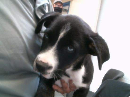 MONIQUE - Siberian Husky available for adoption