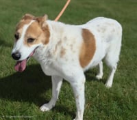 BAXTER - Photo 1