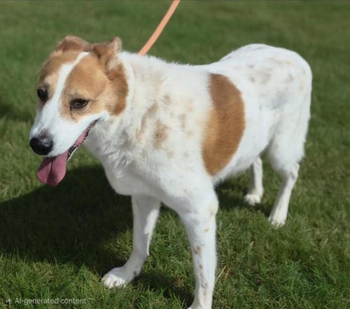 BAXTER - Australian Cattle Dog/Blue Heeler available for adoption