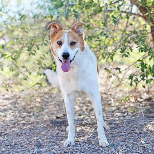 BAXTER - Australian Cattle Dog/Blue Heeler available for adoption