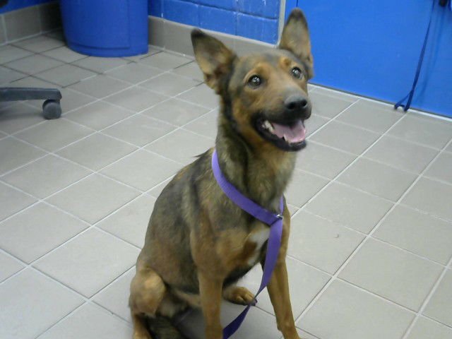 BREA - Australian Cattle Dog/Blue Heeler available for adoption