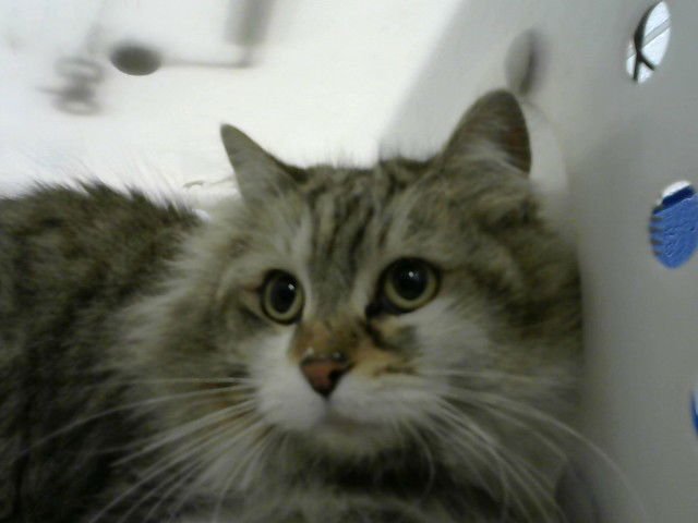 TINKER - Domestic Long Hair available for adoption