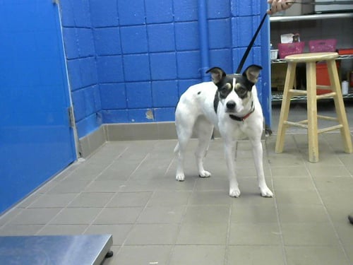 BLANCA - Labrador Retriever available for adoption