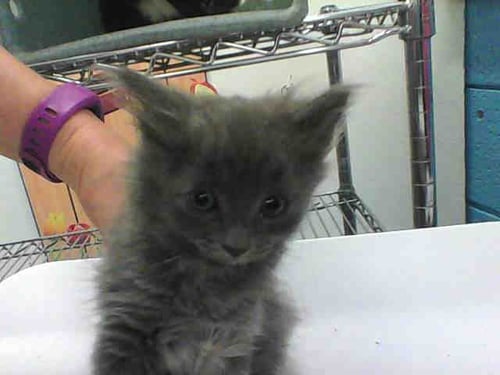 MECCA - Domestic Long Hair for adoption in Albuquerque