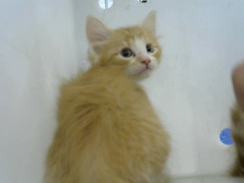 FIRE - Domestic Short Hair available for adoption