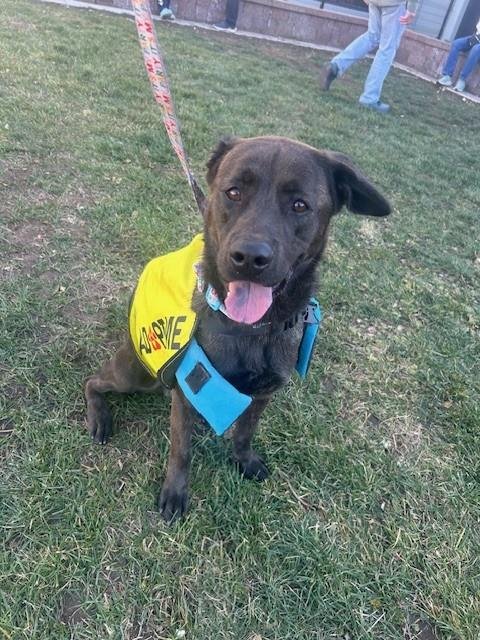 TORO - German Shepherd Dog available for adoption