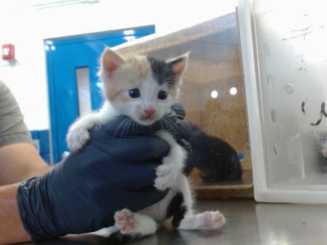 ALMOND JOY - Domestic Short Hair available for adoption