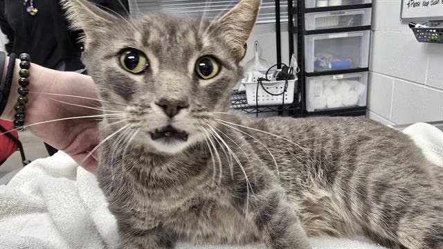 ROAST BEEF - Domestic Short Hair available for adoption