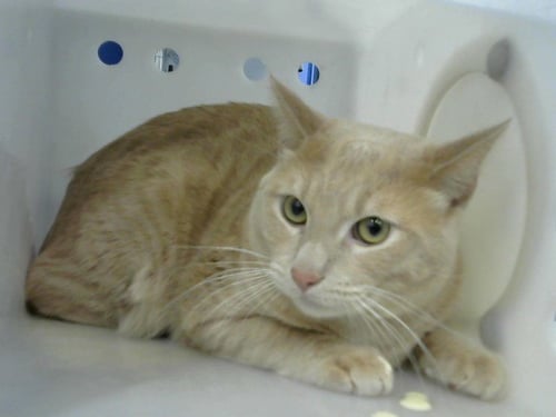 LILO - Domestic Short Hair available for adoption