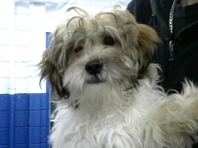 CHUMIN - Poodle (Miniature) available for adoption