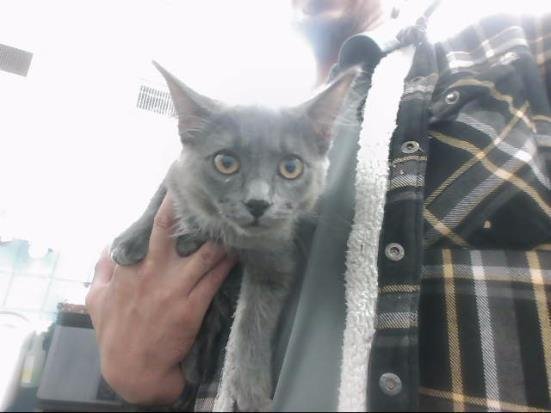 TUCA - Domestic Short Hair available for adoption