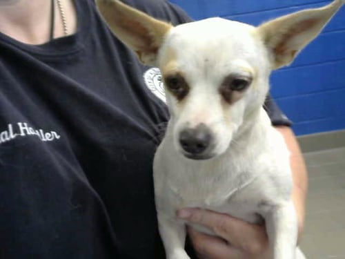 TANG - Chihuahua available for adoption