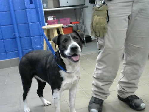 GRACIE MAE - Labrador Retriever available for adoption