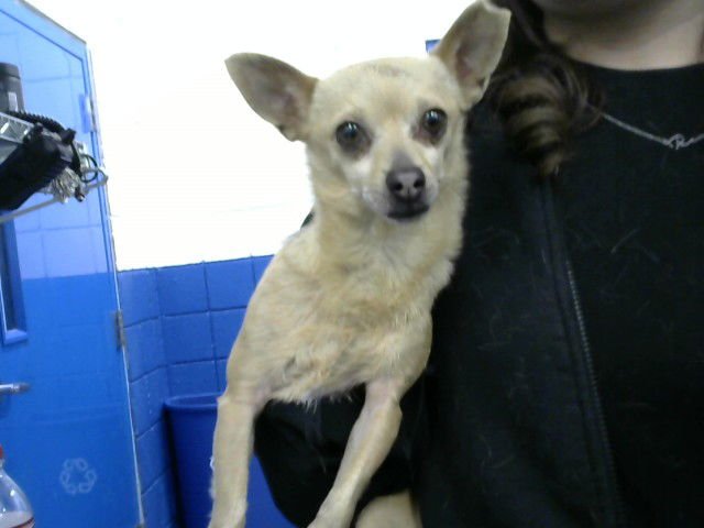 PENNY - Chihuahua available for adoption
