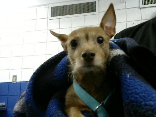 STRAWBERRY - Chihuahua available for adoption