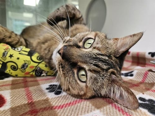 CHATTERBOX - Domestic Short Hair for adoption in Albuquerque