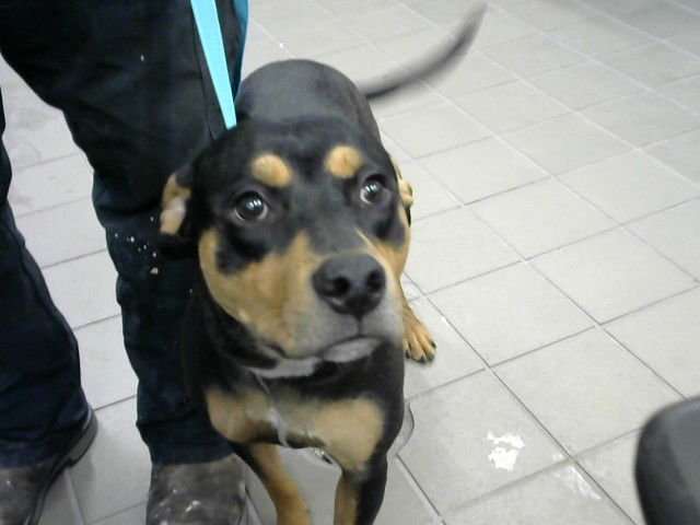 SMILEY - Rottweiler available for adoption