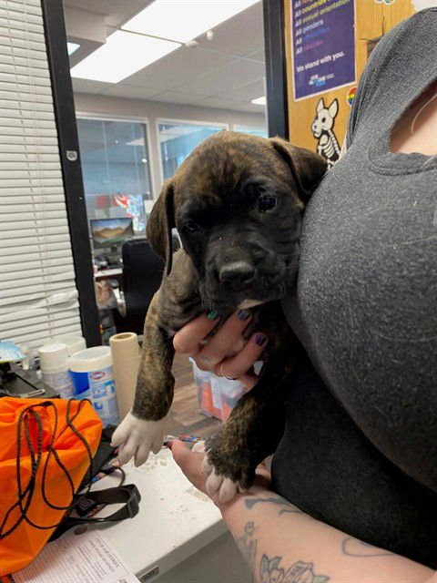 ELVIS - Mastiff / American Pit Bull Terrier available for adoption