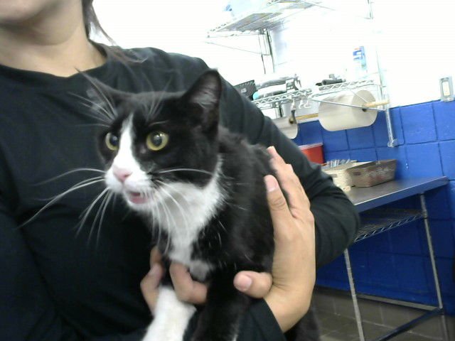 VAMPIRA - Domestic Medium Hair available for adoption