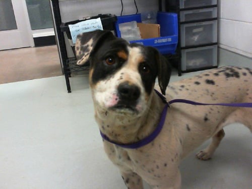 ZEBA - Australian Cattle Dog/Blue Heeler available for adoption