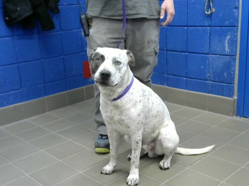 OREO - Pit Bull Terrier available for adoption