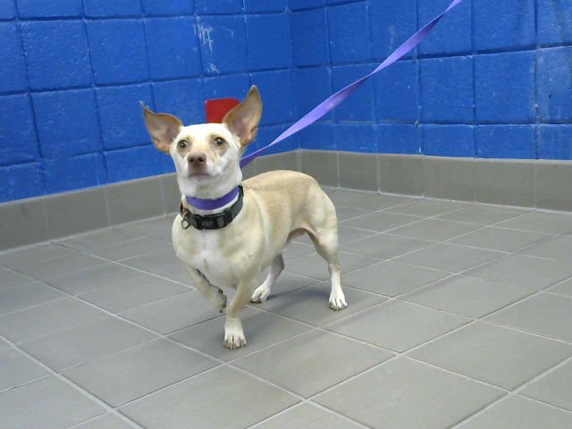 APPA - Chihuahua available for adoption