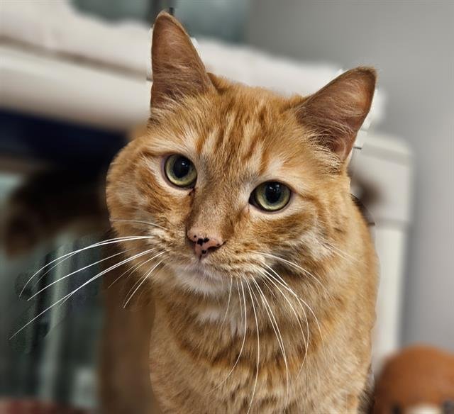 TOM TOM - Domestic Short Hair available for adoption