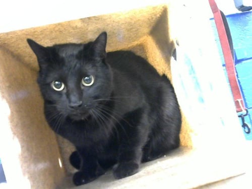 DAN - Domestic Short Hair available for adoption