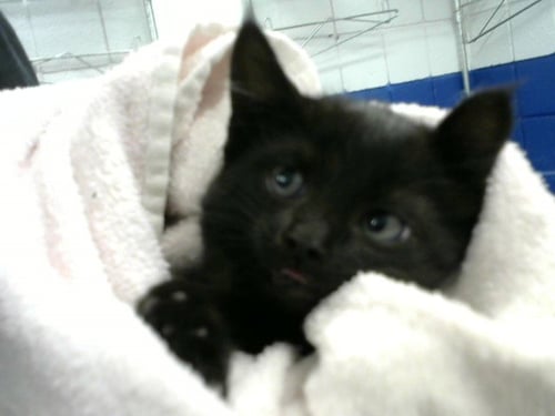 ROACH - Domestic Short Hair available for adoption