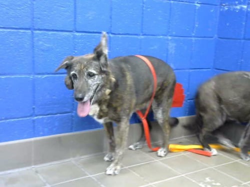 SNOOKIE - German Shepherd Dog available for adoption