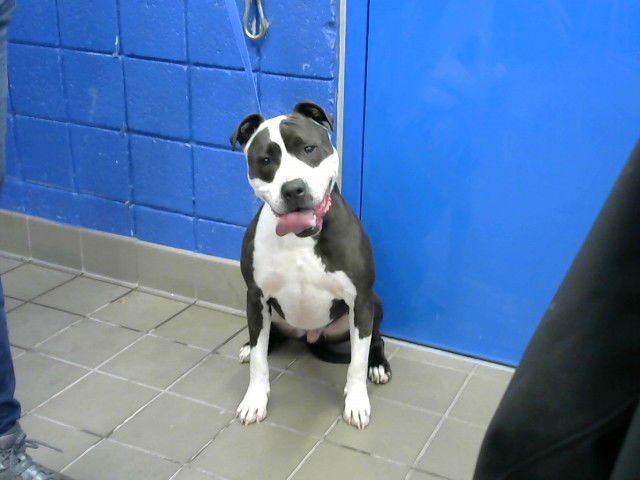 TOMMY - American Pit Bull Terrier available for adoption