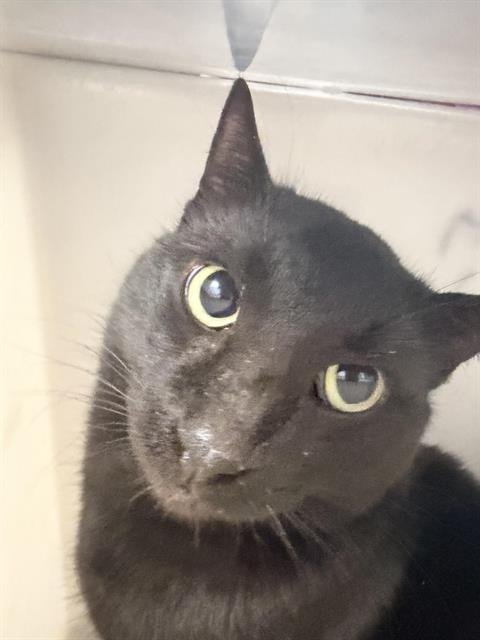 VAMP - Domestic Short Hair available for adoption