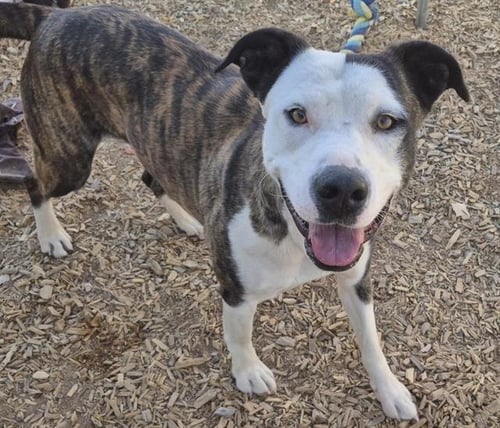 DIAMOND - American Pit Bull Terrier available for adoption