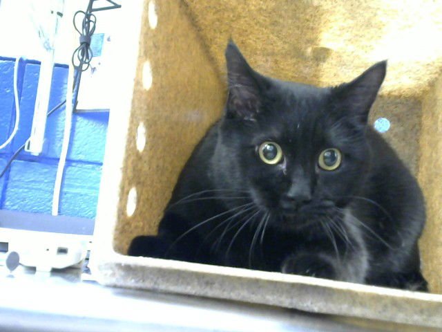 BINX - Domestic Short Hair available for adoption