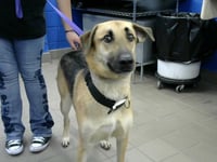 OTIS - Photo 1