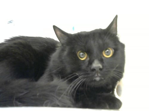 HENERY - Domestic Short Hair available for adoption