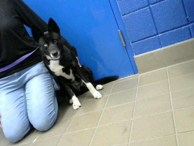 SHADOW - Australian Cattle Dog/Blue Heeler available for adoption