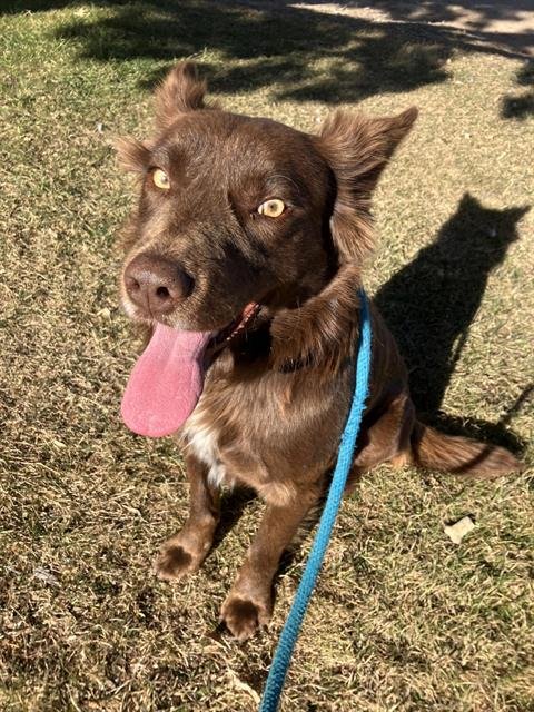 TOSTITO - German Shepherd Dog available for adoption