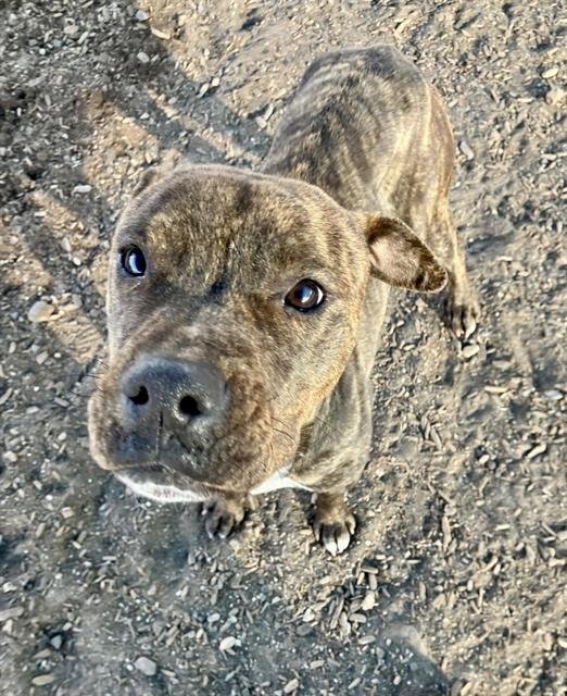 SAGE - Staffordshire Bull Terrier available for adoption