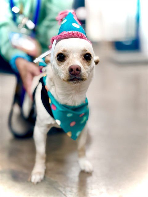 WIL.E - Chihuahua available for adoption