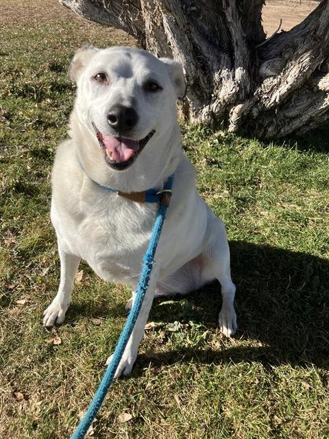 IRIS - Queensland Heeler available for adoption