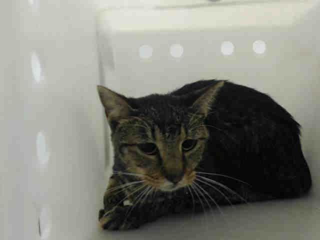 BUBBLE - Domestic Short Hair available for adoption