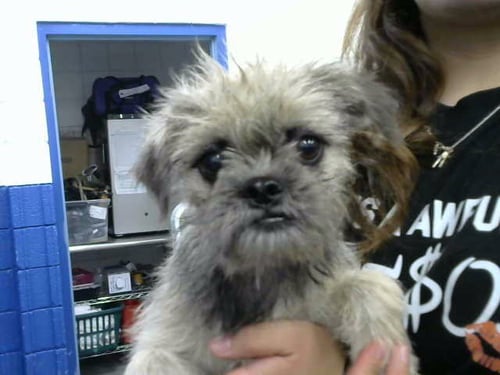 ALIBI - Pug available for adoption