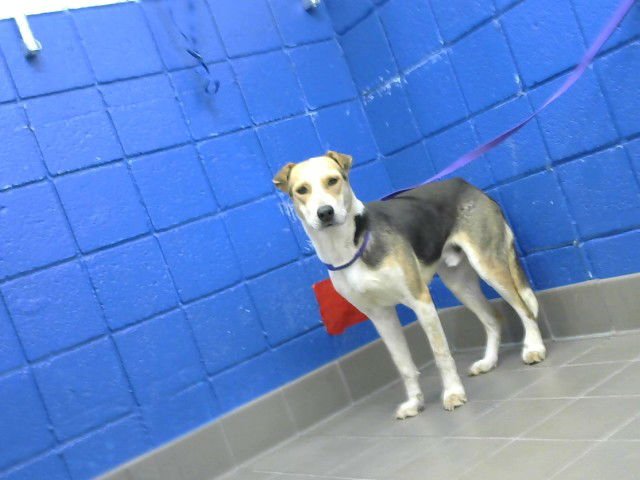 KRISTOFF - German Shepherd Dog available for adoption