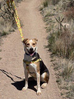 KRISTOFF - German Shepherd Dog for adoption in Albuquerque
