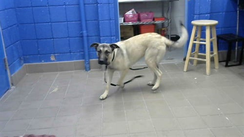 TAOS - Belgian Shepherd Malinois available for adoption